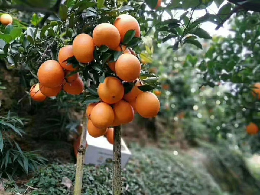 赣南脐橙