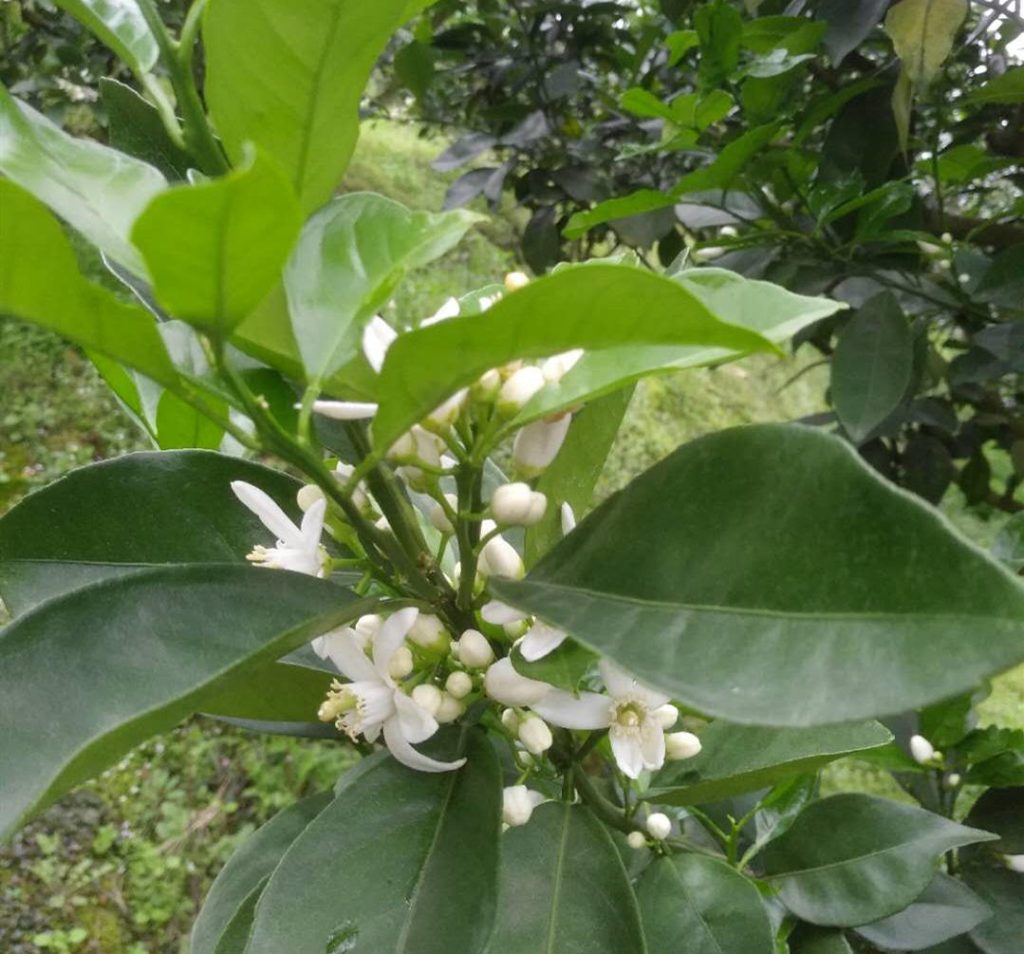 赣南脐橙种植